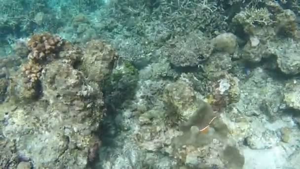 Natação Subaquática Mar Philipinnes — Vídeo de Stock