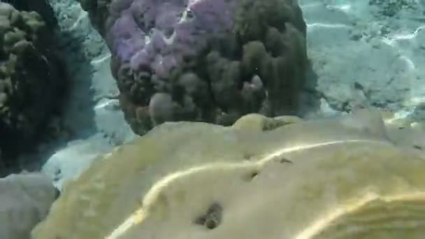 Nage Sous Marine Mer Philipinnes — Video