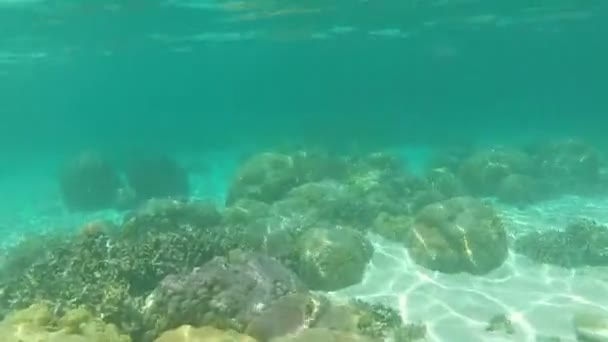 Plavání Pod Vodou Moři Philipinnes — Stock video