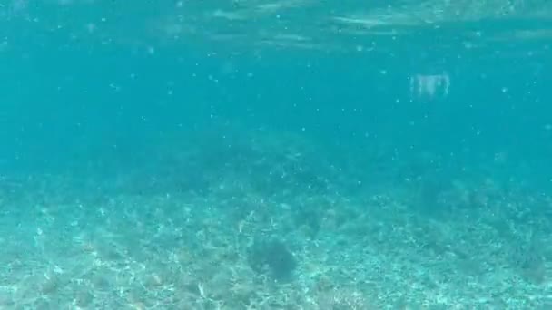 Natação Subaquática Mar Philipinnes — Vídeo de Stock