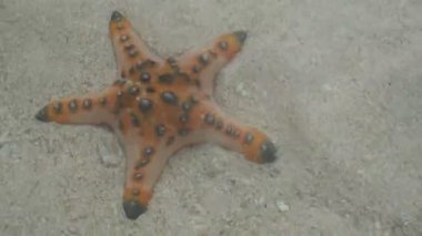 Akdeniz'de dalış