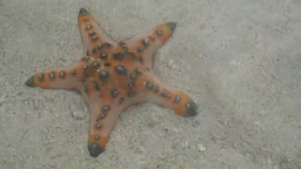 在地中海潜水 — 图库视频影像