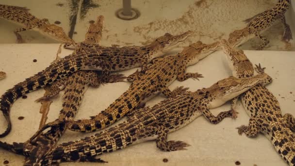 Krokodile Wasser Nahaufnahme — Stockvideo