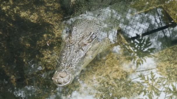 Crocodilo Água Close Tiro — Vídeo de Stock