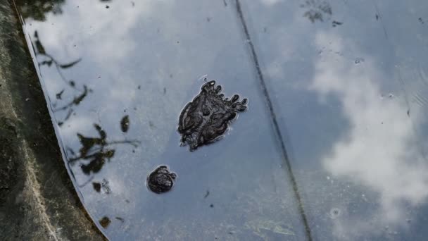 Crocodiles dans l'eau, gros plan 