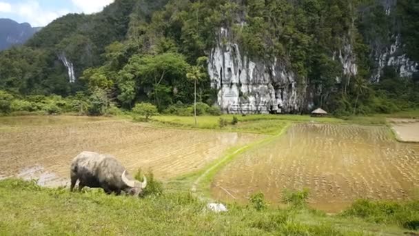 Hermoso Buffalo salvaje en Filipinas — Vídeos de Stock