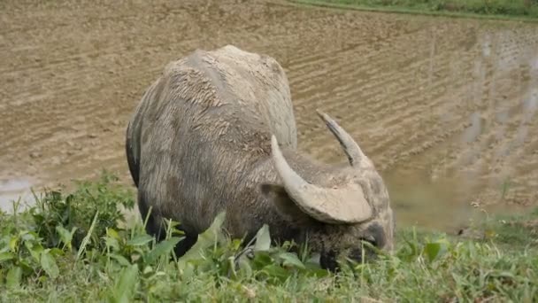 Beautiful wild Buffalo in Philippines — Stock Video