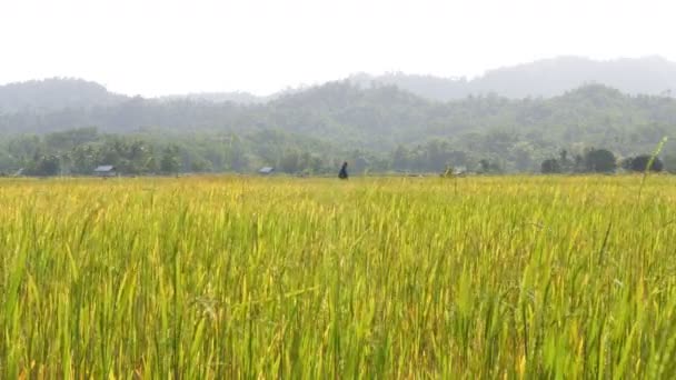 belle vue sur champ de blé avec fond de montagnes 