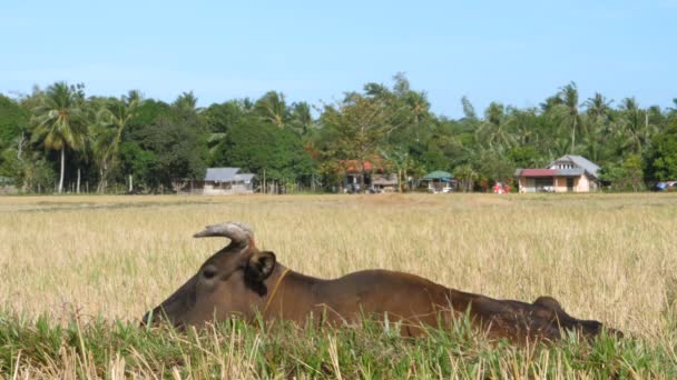 Close Tiro Vaca Pastoreio Campo Trigo — Vídeo de Stock