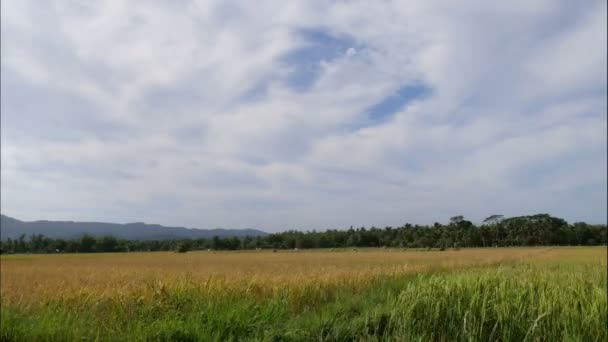 Временное Пшеничное Поле Облачным Небом — стоковое видео