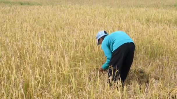 Jordbrukare Som Arbetar Vetefält Skörd Palawan Filippinerna — Stockvideo