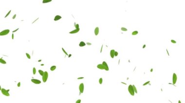 Bahar Yaprakları Beyaz Arkaplanda / Bahar mevsiminin arka planının 4k animasyonu Rüzgarsız döngü ile akan yeşil yapraklarla