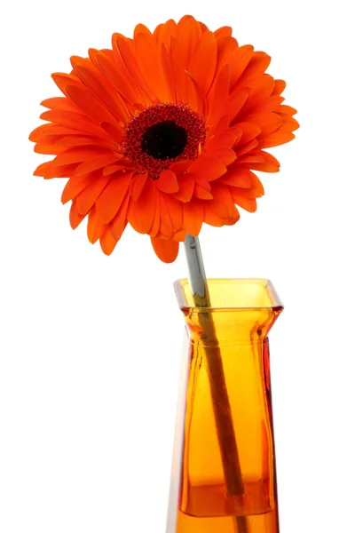 Gerbera Rouge Dans Vase Orange — Photo