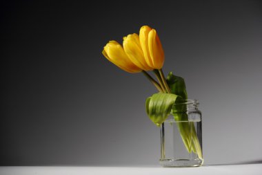 Üç Sarı laleler bir cam kavanoz.
