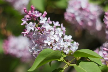 Bahar Eflatun mor çiçekler, yumuşak çiçek arka plan görüntü