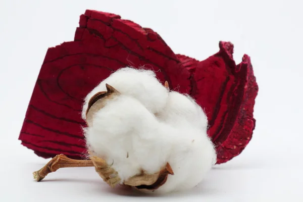 Cotton Flower Close Wooden Table — Stock Photo, Image