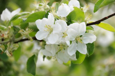 Bahar zamanı çiçek açan elma ağacı..