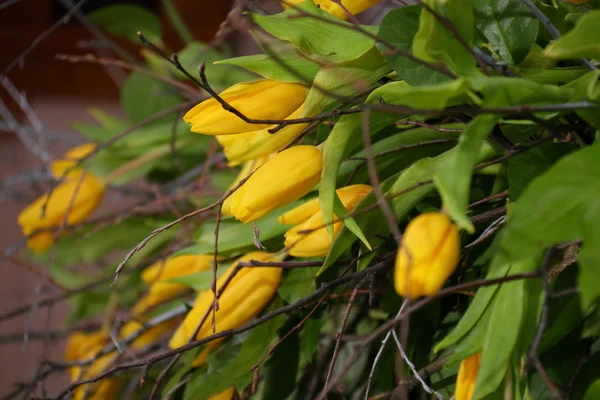 Yellow tulips for a holiday. — Stock Photo, Image