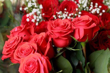 Kırmızı güller kapanıyor. Arkaplan.