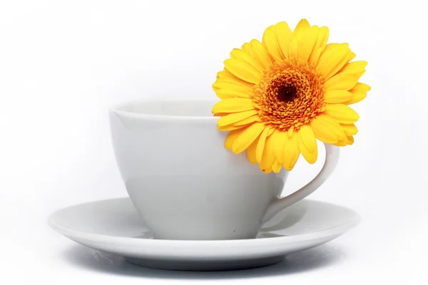 Karşı sarı gerbera.