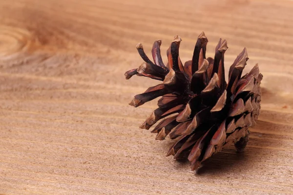 Pine cone with bow. — Stock Photo, Image