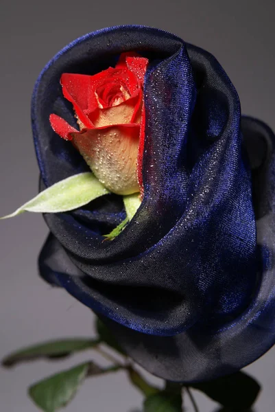 Buquê de rosas frescas, fundo brilhante flor. — Fotografia de Stock