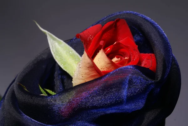 Buquê de rosas frescas, fundo brilhante flor. — Fotografia de Stock