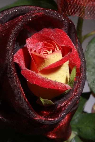 Ramo de rosas frescas, flor de fondo brillante. — Foto de Stock