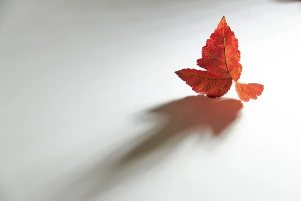 Podzimní Červené Listy Bílém Pozadí Objemovým Světlem — Stock fotografie