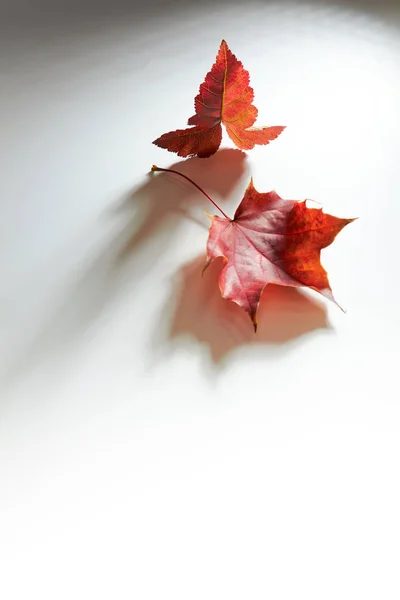 Podzimní Červené Listy Bílém Pozadí Objemovým Světlem — Stock fotografie