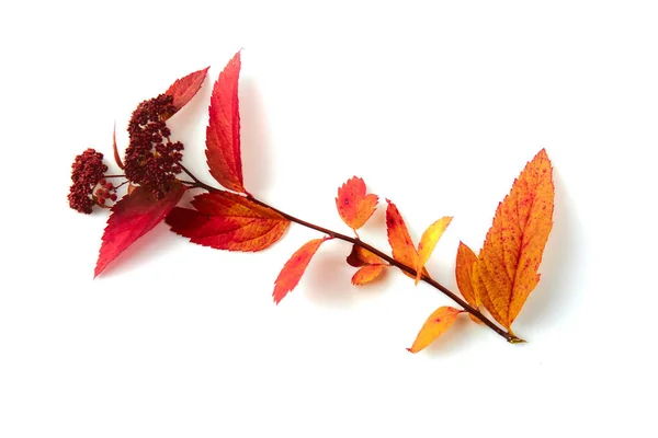 Podzim Bobule Ovoce Váza Sezóna Listy — Stock fotografie