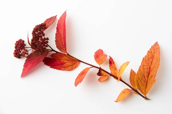 Otoño Baya Frutas Florero Estación Hoja — Foto de Stock