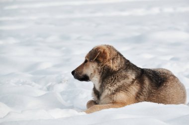 Köpek karlı karda oturur. Kış.