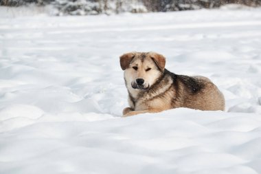 Köpek karlı karda oturur. Kış.