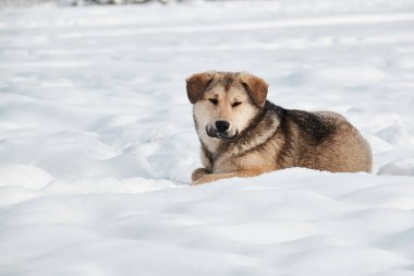 Köpek karlı karda oturur. Kış.