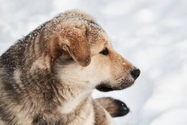 Köpek karlı karda oturur. Kış.