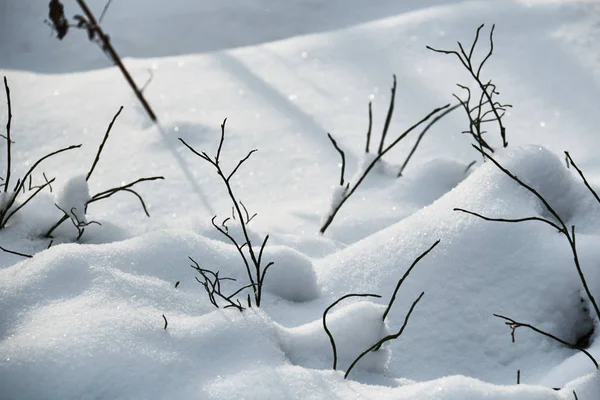 Bush Branches Stick Out Snow — Stock Photo, Image