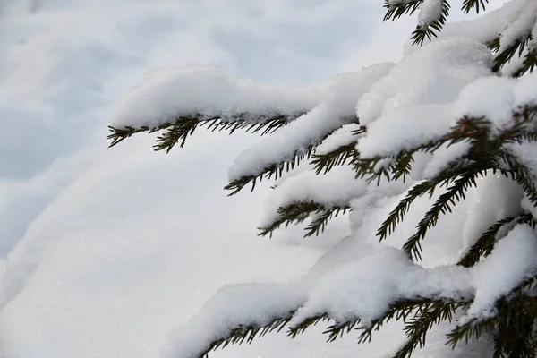 Śnieg Choinka Boże Narodzenie Blizzard Zima — Zdjęcie stockowe
