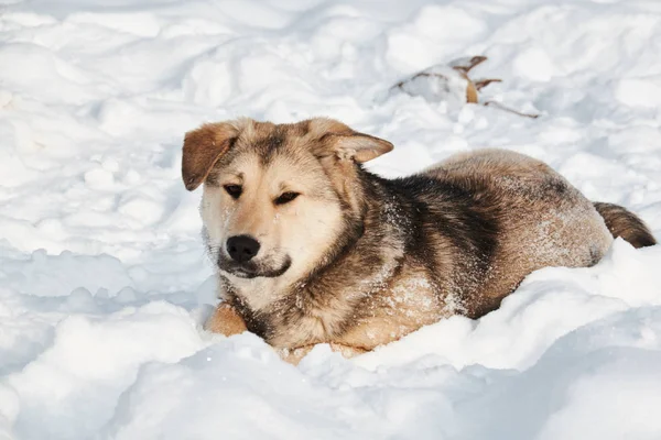 Hunden Sitter Den Snöiga Snön Vinter — Stockfoto