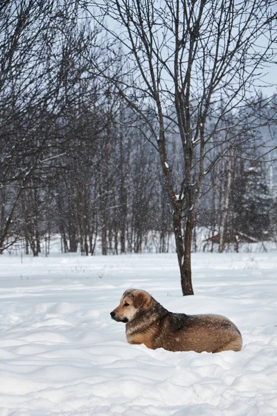 Собака Сидить Сніжному Снігу Зима — стокове фото