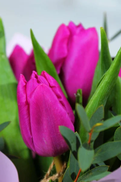 Tulip Flower Petal Single Flower Purple — Stock Photo, Image