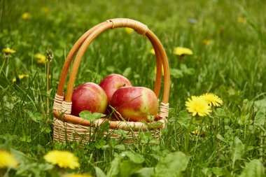 Elmalı sepet. / Karahindiba, çiçek, çayır, elma - meyve, sepet