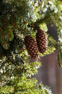 Pine cones on branch./Pine Cone, Spruce Tree, Cedar Tree, Pine Wood, Needle - Plant Part clipart