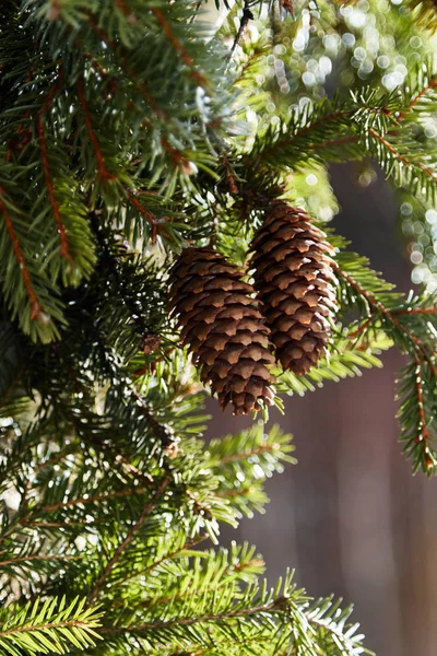 Pine cones on branch./Pine Cone, Spruce Tree, Cedar Tree, Pine Wood, Needle - Plant Part