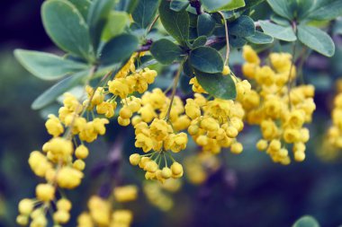 Kuş kirazından sarı çiçekler yakın plan. Çiçek, kiraz, kiraz çiçeği, çiçek, orman.