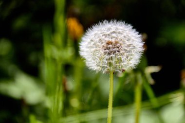 Karahindibalar güneşli bir günde. / Rüzgar, karahindiba tohumu, uçan, bitki, tohum
