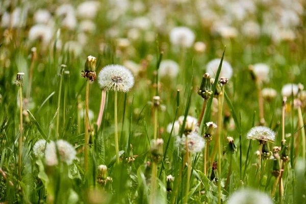 Dandelions Sunny Day Wind Dandelion Seed Flying Plant Seed — Stock Photo, Image