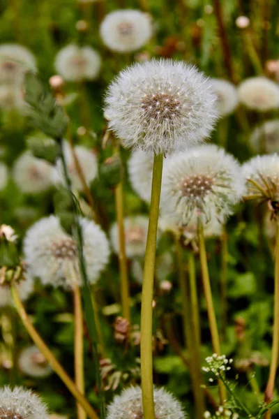 Dandelions Sunny Day Wind Dandelion Seed Flying Plant Seed — стокове фото