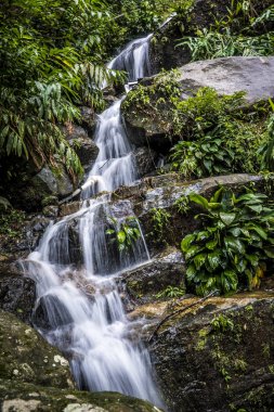 Tijuca Forest Rio De Janeiro şelale