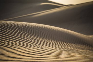 Safari dubai çöl